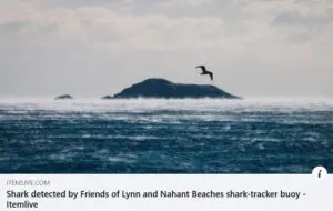 Friends of Lynn & Nahant Beach